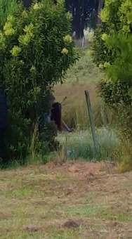 Rapidito en la granja